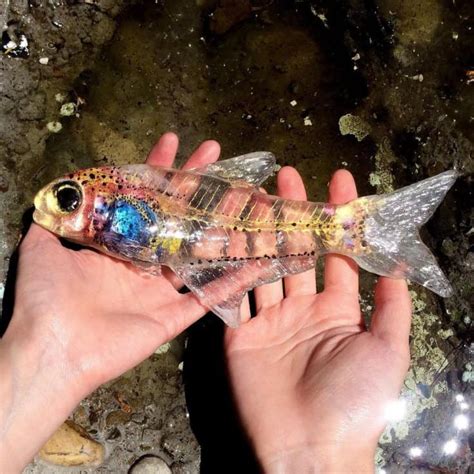see through fish